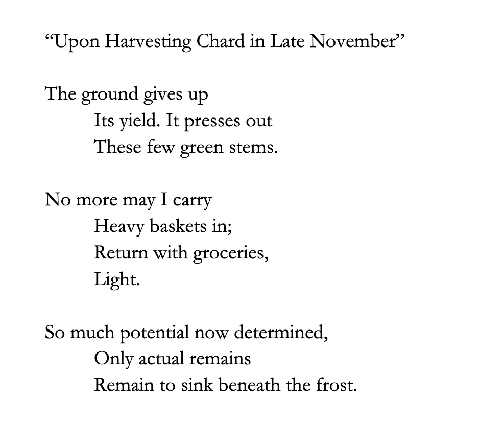 Upon Harvesting Chard in Late November