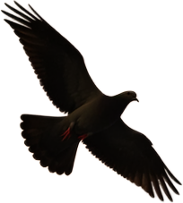 A dove in flight